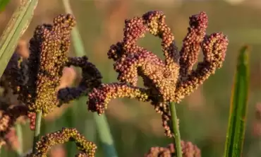 A vibrant photo of sorghum, millet, teff,
