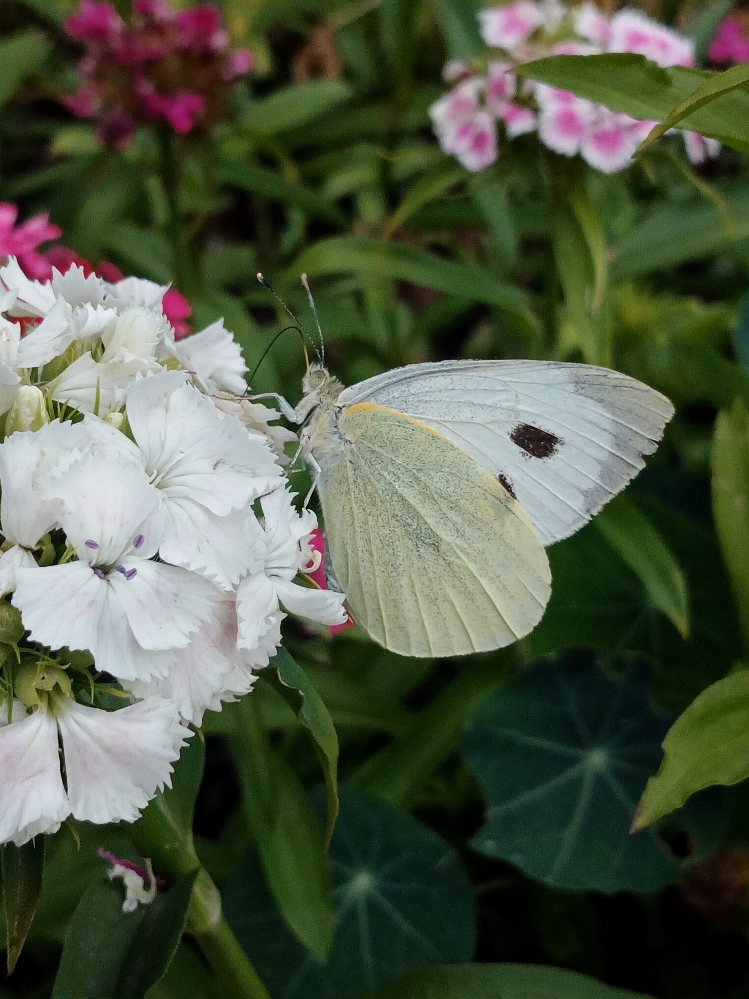 Why Are There So Many White Butterflies in Kenya Right Now?