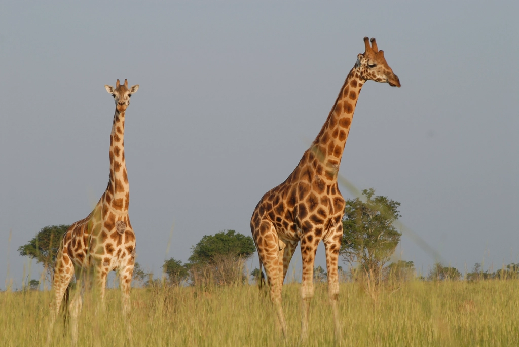 Kenya’s Wildlife Goes Live as KWS Opens National Parks to Global Audiences