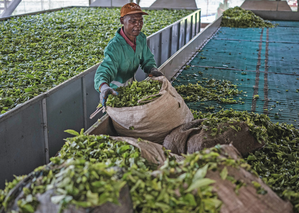 Kenya’s Tea Bonus Crisis: Why Some Farmers Earn KSh 50 While Others Get KSh 12.50
